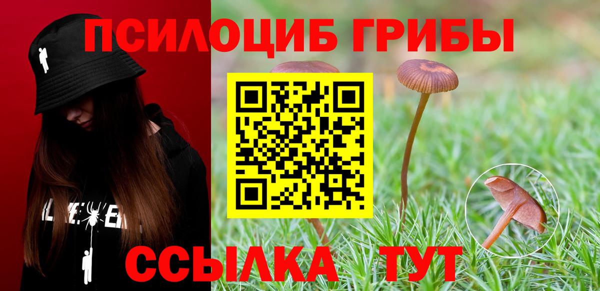 Псилоцибиновые грибы Psilocybe  Вход с VPN  Лесной 